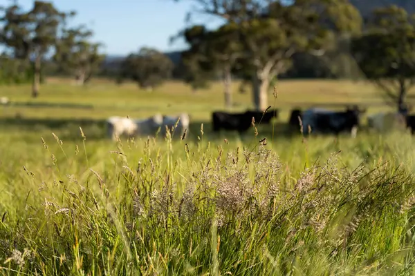 Wagyu angusu inekleri. Sağlıklı sığır sürüsü, yemyeşil otlakta otluyor. Avustralya 'da Yenilenebilir Sürdürülebilir Avustralya Tarım, Sorumlu Hayvancılık ve Doğal Çevre ilkbaharı
