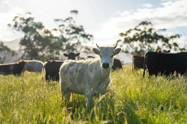 Wagyu angusu inekleri. Sağlıklı sığır sürüsü, yemyeşil otlakta otluyor. Avustralya 'da Yenilenebilir Sürdürülebilir Avustralya Tarım, Sorumlu Hayvancılık ve Doğal Çevre ilkbaharı
