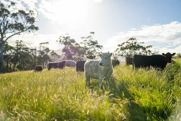 Yeşil yemyeşil çayırlarda otlayan inek sürüsü. Bir barajı, ağaçları ve otlağı olan geniş bir Avustralya Çiftliği manzarası. Kırsal Tarım ve Sürdürülebilir Arazi Yönetimi Avustralya
