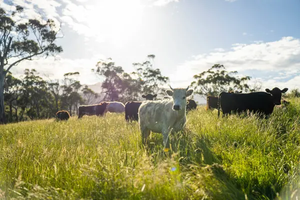 Wagyu angusu inekleri. Sağlıklı sığır sürüsü, yemyeşil otlakta otluyor. Avustralya 'da Yenilenebilir Sürdürülebilir Avustralya Tarım, Sorumlu Hayvancılık ve Doğal Çevre ilkbaharı