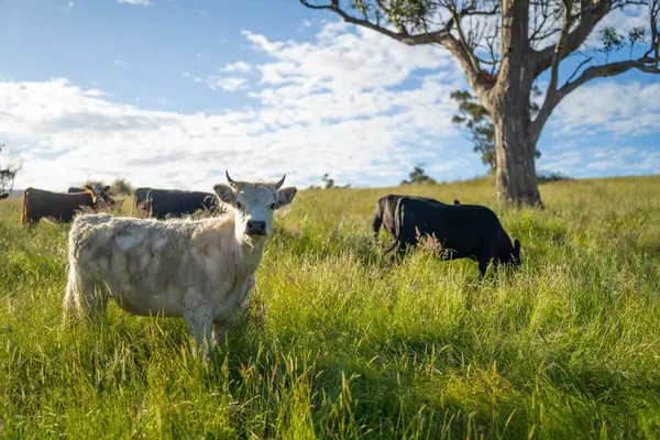 Wagyu angusu inekleri. Sağlıklı sığır sürüsü, yemyeşil otlakta otluyor. Avustralya 'da Yenilenebilir Sürdürülebilir Avustralya Tarım, Sorumlu Hayvancılık ve Doğal Çevre ilkbaharı