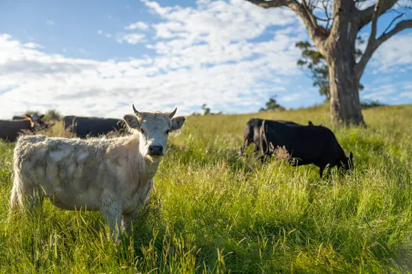 Yeşil yemyeşil çayırlarda otlayan inek sürüsü. Bir barajı, ağaçları ve otlağı olan geniş bir Avustralya Çiftliği manzarası. Kırsal Tarım ve Sürdürülebilir Arazi Yönetimi Avustralya
