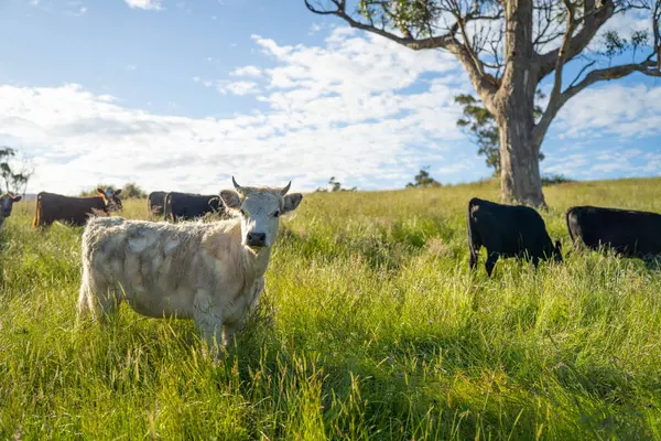 Wagyu angusu inekleri. Sağlıklı sığır sürüsü, yemyeşil otlakta otluyor. Avustralya 'da Yenilenebilir Sürdürülebilir Avustralya Tarım, Sorumlu Hayvancılık ve Doğal Çevre ilkbaharı