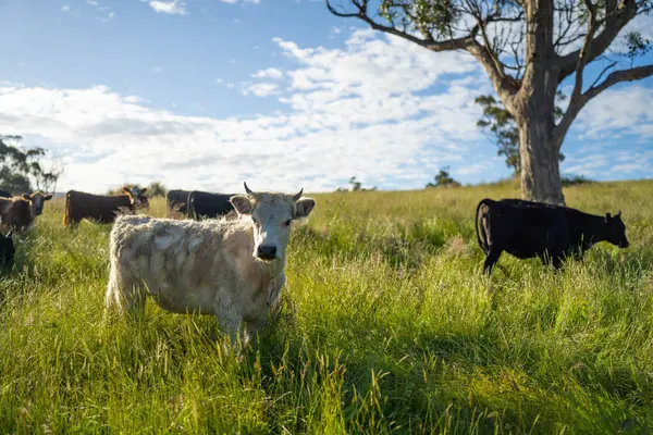 Wagyu angusu inekleri. Sağlıklı sığır sürüsü, yemyeşil otlakta otluyor. Avustralya 'da Yenilenebilir Sürdürülebilir Avustralya Tarım, Sorumlu Hayvancılık ve Doğal Çevre ilkbaharı