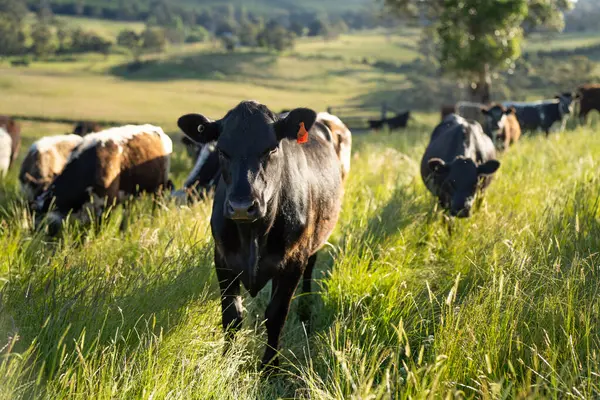 Wagyu angusu inekleri. Sağlıklı sığır sürüsü, yemyeşil otlakta otluyor. Avustralya 'da Yenilenebilir Sürdürülebilir Avustralya Tarım, Sorumlu Hayvancılık ve Doğal Çevre ilkbaharı