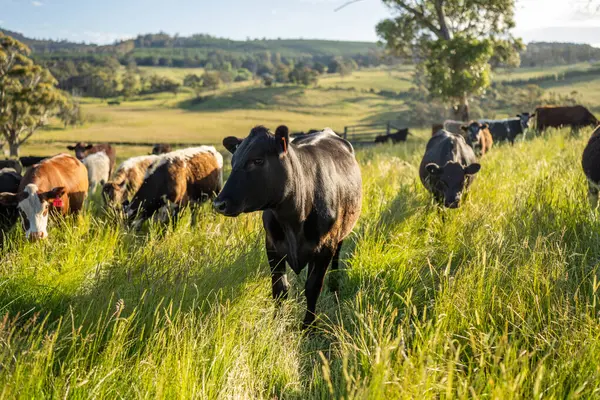 Wagyu angusu inekleri. Sağlıklı sığır sürüsü, yemyeşil otlakta otluyor. Avustralya 'da Yenilenebilir Sürdürülebilir Avustralya Tarım, Sorumlu Hayvancılık ve Doğal Çevre ilkbaharı
