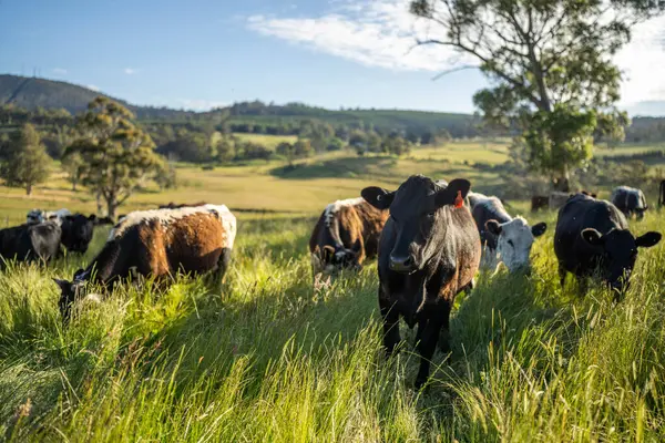 Yeşil yemyeşil çayırlarda otlayan inek sürüsü. Bir barajı, ağaçları ve otlağı olan geniş bir Avustralya Çiftliği manzarası. Kırsal Tarım ve Sürdürülebilir Arazi Yönetimi Avustralya