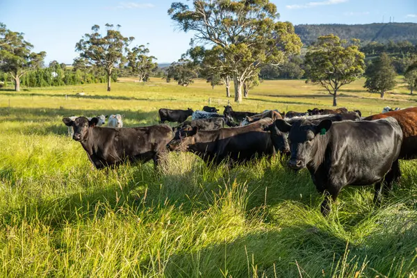 Wagyu angusu inekleri. Sağlıklı sığır sürüsü, yemyeşil otlakta otluyor. Avustralya 'da Yenilenebilir Sürdürülebilir Avustralya Tarım, Sorumlu Hayvancılık ve Doğal Çevre ilkbaharı