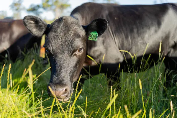 Wagyu angusu inekleri. Sağlıklı sığır sürüsü, yemyeşil otlakta otluyor. Avustralya 'da Yenilenebilir Sürdürülebilir Avustralya Tarım, Sorumlu Hayvancılık ve Doğal Çevre ilkbaharı