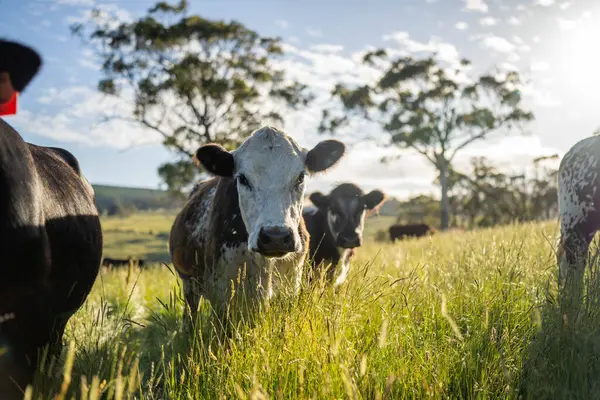 Wagyu angusu inekleri. Sağlıklı sığır sürüsü, yemyeşil otlakta otluyor. Avustralya 'da Yenilenebilir Sürdürülebilir Avustralya Tarım, Sorumlu Hayvancılık ve Doğal Çevre ilkbaharı