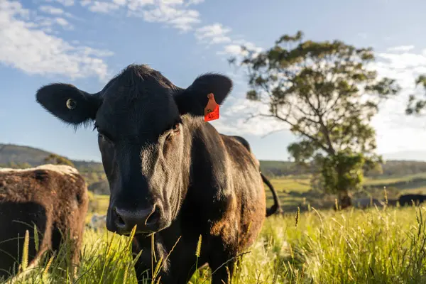 Wagyu angusu inekleri. Sağlıklı sığır sürüsü, yemyeşil otlakta otluyor. Avustralya 'da Yenilenebilir Sürdürülebilir Avustralya Tarım, Sorumlu Hayvancılık ve Doğal Çevre ilkbaharı