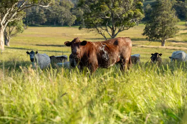 Yeşil yemyeşil çayırlarda otlayan inek sürüsü. Bir barajı, ağaçları ve otlağı olan geniş bir Avustralya Çiftliği manzarası. Kırsal Tarım ve Sürdürülebilir Arazi Yönetimi Avustralya