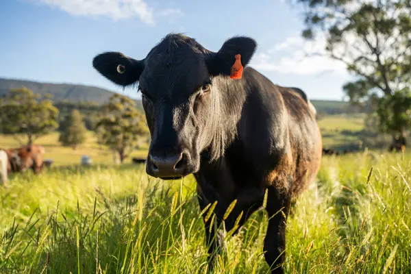 Wagyu angusu inekleri. Sağlıklı sığır sürüsü, yemyeşil otlakta otluyor. Avustralya 'da Yenilenebilir Sürdürülebilir Avustralya Tarım, Sorumlu Hayvancılık ve Doğal Çevre ilkbaharı