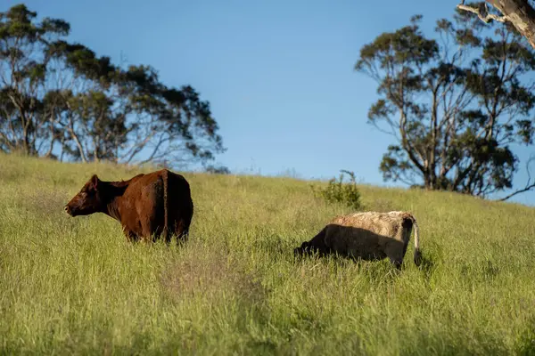 Wagyu angusu inekleri. Sağlıklı sığır sürüsü, yemyeşil otlakta otluyor. Avustralya 'da Yenilenebilir Sürdürülebilir Avustralya Tarım, Sorumlu Hayvancılık ve Doğal Çevre ilkbaharı