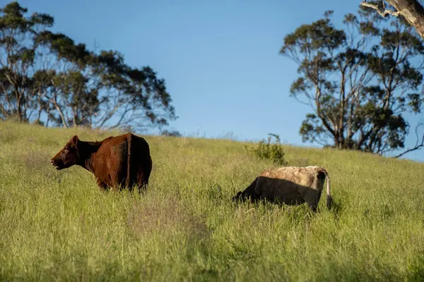 Wagyu angusu inekleri. Sağlıklı sığır sürüsü, yemyeşil otlakta otluyor. Avustralya 'da Yenilenebilir Sürdürülebilir Avustralya Tarım, Sorumlu Hayvancılık ve Doğal Çevre ilkbaharı