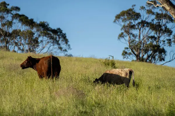 Yeşil yemyeşil çayırlarda otlayan inek sürüsü. Bir barajı, ağaçları ve otlağı olan geniş bir Avustralya Çiftliği manzarası. Kırsal Tarım ve Sürdürülebilir Arazi Yönetimi Avustralya