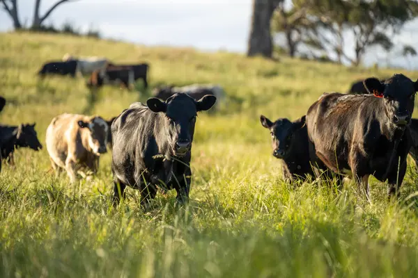 Wagyu angusu inekleri. Sağlıklı sığır sürüsü, yemyeşil otlakta otluyor. Avustralya 'da Yenilenebilir Sürdürülebilir Avustralya Tarım, Sorumlu Hayvancılık ve Doğal Çevre ilkbaharı