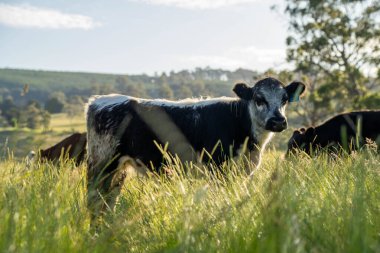 Wagyu angusu inekleri. Sağlıklı sığır sürüsü, yemyeşil otlakta otluyor. Avustralya 'da Yenilenebilir Sürdürülebilir Avustralya Tarım, Sorumlu Hayvancılık ve Doğal Çevre ilkbaharı