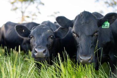 Wagyu angusu inekleri. Sağlıklı sığır sürüsü, yemyeşil otlakta otluyor. Avustralya 'da Yenilenebilir Sürdürülebilir Avustralya Tarım, Sorumlu Hayvancılık ve Doğal Çevre ilkbaharı