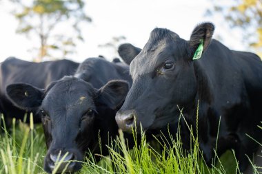 Wagyu angusu inekleri. Sağlıklı sığır sürüsü, yemyeşil otlakta otluyor. Avustralya 'da Yenilenebilir Sürdürülebilir Avustralya Tarım, Sorumlu Hayvancılık ve Doğal Çevre ilkbaharı