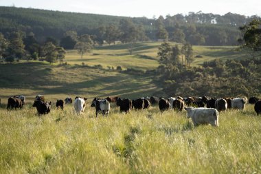 Wagyu angusu inekleri. Sağlıklı sığır sürüsü, yemyeşil otlakta otluyor. Avustralya 'da Yenilenebilir Sürdürülebilir Avustralya Tarım, Sorumlu Hayvancılık ve Doğal Çevre ilkbaharı