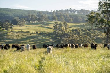 Yeşil yemyeşil çayırlarda otlayan inek sürüsü. Bir barajı, ağaçları ve otlağı olan geniş bir Avustralya Çiftliği manzarası. Kırsal Tarım ve Sürdürülebilir Arazi Yönetimi Avustralya