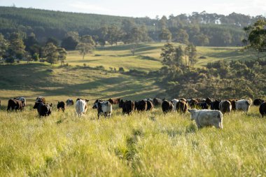 Wagyu angusu inekleri. Sağlıklı sığır sürüsü, yemyeşil otlakta otluyor. Avustralya 'da Yenilenebilir Sürdürülebilir Avustralya Tarım, Sorumlu Hayvancılık ve Doğal Çevre ilkbaharı