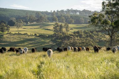 Wagyu angusu inekleri. Sağlıklı sığır sürüsü, yemyeşil otlakta otluyor. Avustralya 'da Yenilenebilir Sürdürülebilir Avustralya Tarım, Sorumlu Hayvancılık ve Doğal Çevre ilkbaharı