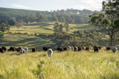 Yeşil yemyeşil çayırlarda otlayan inek sürüsü. Bir barajı, ağaçları ve otlağı olan geniş bir Avustralya Çiftliği manzarası. Kırsal Tarım ve Sürdürülebilir Arazi Yönetimi Avustralya