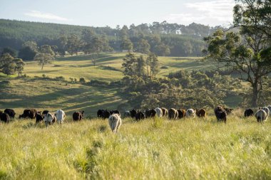 Wagyu angusu inekleri. Sağlıklı sığır sürüsü, yemyeşil otlakta otluyor. Avustralya 'da Yenilenebilir Sürdürülebilir Avustralya Tarım, Sorumlu Hayvancılık ve Doğal Çevre ilkbaharı