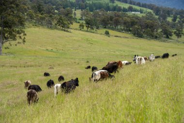Wagyu angusu inekleri. Sağlıklı sığır sürüsü, yemyeşil otlakta otluyor. Avustralya 'da Yenilenebilir Sürdürülebilir Avustralya Tarım, Sorumlu Hayvancılık ve Doğal Çevre ilkbaharı