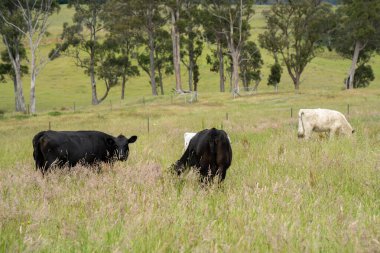 Wagyu angusu inekleri. Sağlıklı sığır sürüsü, yemyeşil otlakta otluyor. Avustralya 'da Yenilenebilir Sürdürülebilir Avustralya Tarım, Sorumlu Hayvancılık ve Doğal Çevre ilkbaharı