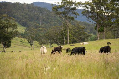 Wagyu angusu inekleri. Sağlıklı sığır sürüsü, yemyeşil otlakta otluyor. Avustralya 'da Yenilenebilir Sürdürülebilir Avustralya Tarım, Sorumlu Hayvancılık ve Doğal Çevre ilkbaharı