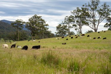 Wagyu angusu inekleri. Sağlıklı sığır sürüsü, yemyeşil otlakta otluyor. Avustralya 'da Yenilenebilir Sürdürülebilir Avustralya Tarım, Sorumlu Hayvancılık ve Doğal Çevre ilkbaharı