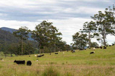 Wagyu angusu inekleri. Sağlıklı sığır sürüsü, yemyeşil otlakta otluyor. Avustralya 'da Yenilenebilir Sürdürülebilir Avustralya Tarım, Sorumlu Hayvancılık ve Doğal Çevre ilkbaharı