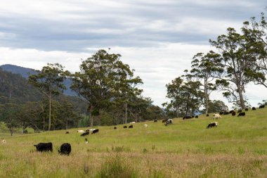 Yeşil yemyeşil çayırlarda otlayan inek sürüsü. Bir barajı, ağaçları ve otlağı olan geniş bir Avustralya Çiftliği manzarası. Kırsal Tarım ve Sürdürülebilir Arazi Yönetimi Avustralya