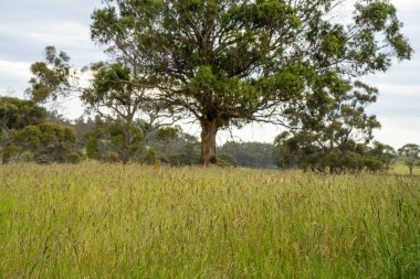 Yeşil yemyeşil çayırlarda otlayan inek sürüsü. Bir barajı, ağaçları ve otlağı olan geniş bir Avustralya Çiftliği manzarası. Kırsal Tarım ve Sürdürülebilir Arazi Yönetimi Avustralya
