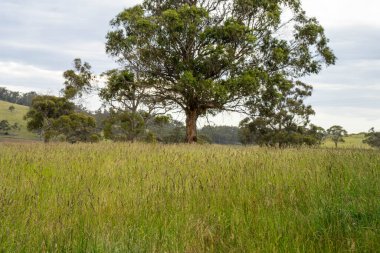 Çiklet ağacı ormanları yemyeşil çayırlarda yetişiyor. Yenilenebilir Sürdürülebilir Avustralya Tarım, Okaliptüs Ağaçlı Avustralya Manzarası Altın Çayırlık tarım arazisi