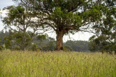 Çiklet ağacı ormanları yemyeşil çayırlarda yetişiyor. Yenilenebilir Sürdürülebilir Avustralya Tarım, Okaliptüs Ağaçlı Avustralya Manzarası Altın Çayırlık tarım arazisi