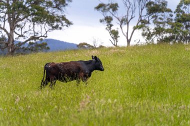 Wagyu angusu inekleri. Sağlıklı sığır sürüsü, yemyeşil otlakta otluyor. Avustralya 'da Yenilenebilir Sürdürülebilir Avustralya Tarım, Sorumlu Hayvancılık ve Doğal Çevre ilkbaharı