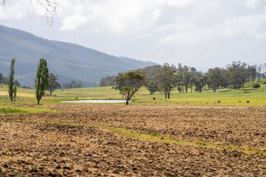 Tils Field ve Uzak Gölet 'li Avustralya Çiftliği manzarası. Tarımsal Arazi Hazırlığı, Kırsal Kalkınma, Sürdürülebilir Arazi Yönetimi Uygulamaları