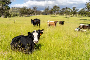 Wagyu angusu inekleri. Sağlıklı sığır sürüsü, yemyeşil otlakta otluyor. Avustralya 'da Yenilenebilir Sürdürülebilir Avustralya Tarım, Sorumlu Hayvancılık ve Doğal Çevre ilkbaharı
