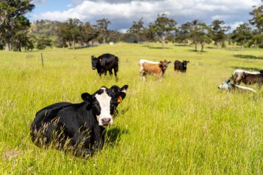 Yeşil yemyeşil çayırlarda otlayan inek sürüsü. Bir barajı, ağaçları ve otlağı olan geniş bir Avustralya Çiftliği manzarası. Kırsal Tarım ve Sürdürülebilir Arazi Yönetimi Avustralya