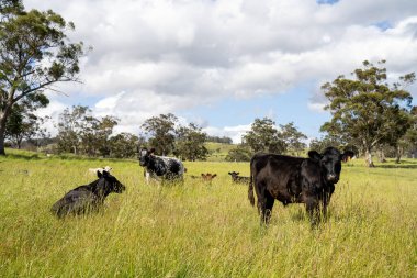 Yeşil yemyeşil çayırlarda otlayan inek sürüsü. Bir barajı, ağaçları ve otlağı olan geniş bir Avustralya Çiftliği manzarası. Kırsal Tarım ve Sürdürülebilir Arazi Yönetimi Avustralya