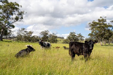 Yeşil yemyeşil çayırlarda otlayan inek sürüsü. Bir barajı, ağaçları ve otlağı olan geniş bir Avustralya Çiftliği manzarası. Kırsal Tarım ve Sürdürülebilir Arazi Yönetimi Avustralya