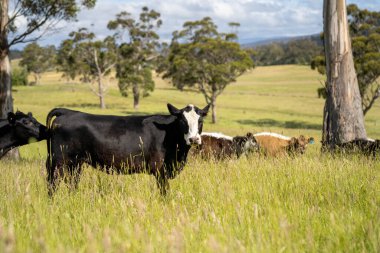 Wagyu angusu inekleri. Sağlıklı sığır sürüsü, yemyeşil otlakta otluyor. Avustralya 'da Yenilenebilir Sürdürülebilir Avustralya Tarım, Sorumlu Hayvancılık ve Doğal Çevre ilkbaharı