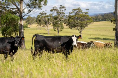 Wagyu angusu inekleri. Sağlıklı sığır sürüsü, yemyeşil otlakta otluyor. Avustralya 'da Yenilenebilir Sürdürülebilir Avustralya Tarım, Sorumlu Hayvancılık ve Doğal Çevre ilkbaharı