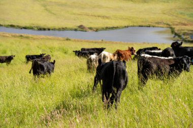 Wagyu angusu inekleri. Sağlıklı sığır sürüsü, yemyeşil otlakta otluyor. Avustralya 'da Yenilenebilir Sürdürülebilir Avustralya Tarım, Sorumlu Hayvancılık ve Doğal Çevre ilkbaharı