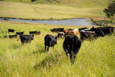 Wagyu angusu inekleri. Sağlıklı sığır sürüsü, yemyeşil otlakta otluyor. Avustralya 'da Yenilenebilir Sürdürülebilir Avustralya Tarım, Sorumlu Hayvancılık ve Doğal Çevre ilkbaharı
