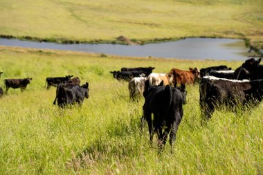 Yeşil yemyeşil çayırlarda otlayan inek sürüsü. Bir barajı, ağaçları ve otlağı olan geniş bir Avustralya Çiftliği manzarası. Kırsal Tarım ve Sürdürülebilir Arazi Yönetimi Avustralya